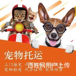 临夏宠物托运（猫咪狗狗）邮寄（承接所有活体运输）专业猫咪托运的图片