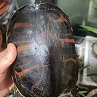 真心想要联系