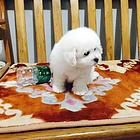 烟台【*推荐】比熊犬舍‖比熊养殖场