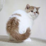 铜川现在卖加菲猫的哪家靠谱些，靠谱的卖加菲猫商户