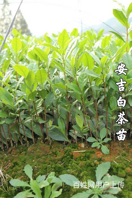 茶苗直销 白茶苗 黄金叶苗 奶白茶茶苗 极白白茶苗