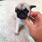 漯河【*推荐】巴哥犬舍‖巴哥养殖场