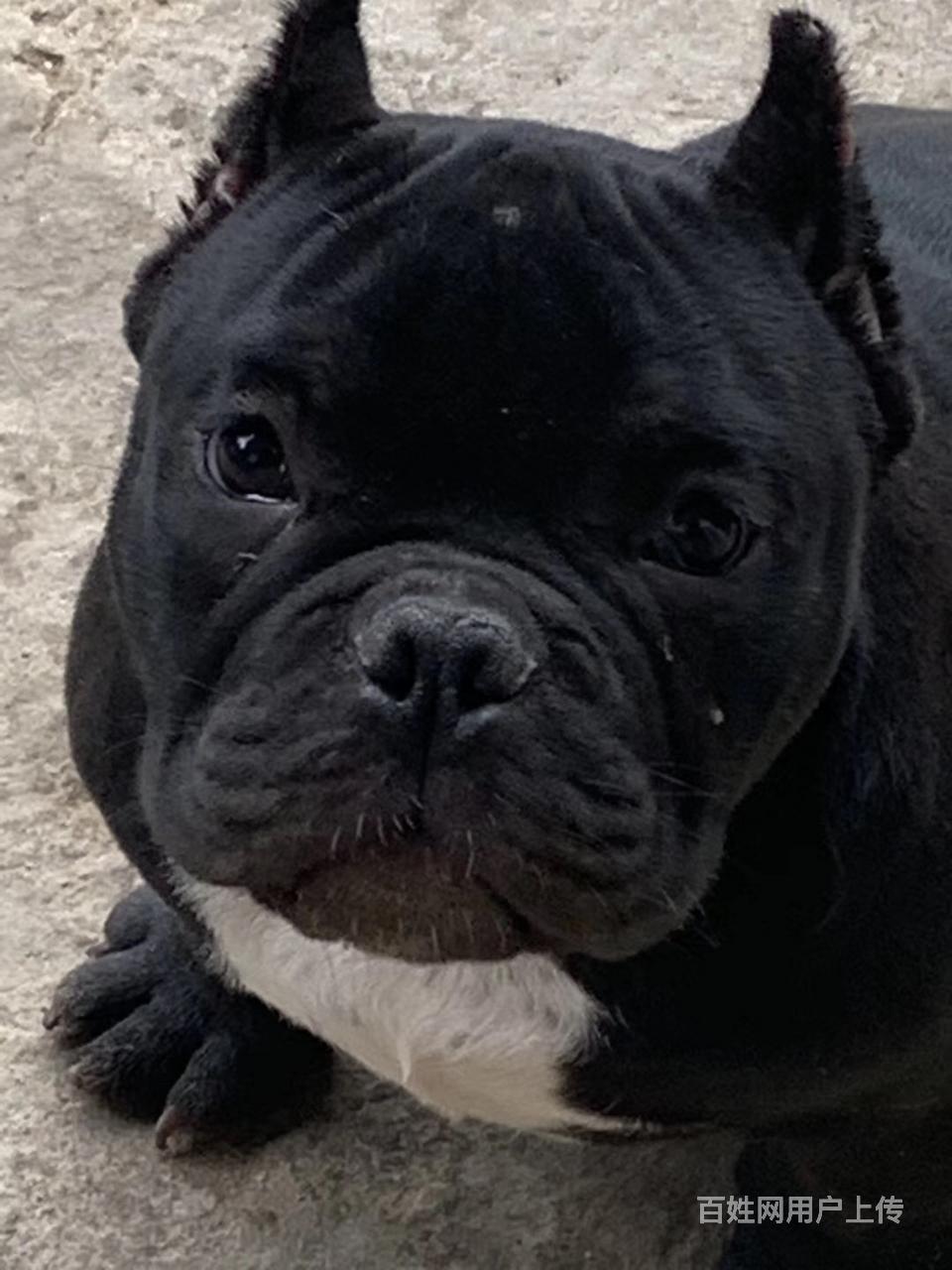 恩施美国恶霸犬多少钱一只_美国恶霸犬价格_美国恶霸犬图片