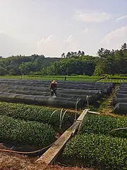 夏插茶苗施肥 冬插茶苗上市 小戴白茶直销
