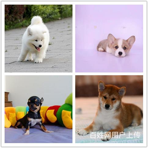 泰安狗狗繁殖基地养狗地点位置的图片