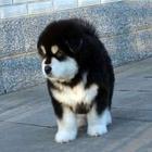 盐城犬舍热线，阿拉斯加好养吗★★限时打折出售