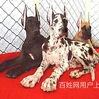 达州【同城有门店】大丹犬幼犬价格达州大丹犬