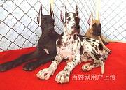 白山【同城有门店】大丹犬多少钱一只白山大丹犬
