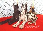 烟台【同城有门店】大丹犬价格烟台大丹犬