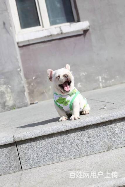 哪里有卖纯种法国斗牛犬 纯种法斗多少钱 法牛价格的图片