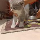 出售自己家养的蓝白小猫咪