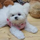 纯种比熊宝宝 比熊犬纯种幼犬 毛量密 纯白 有证书