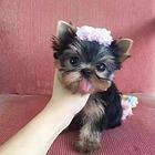 唐山出售约克夏犬 家养约克夏 纯种约克夏 约克夏犬