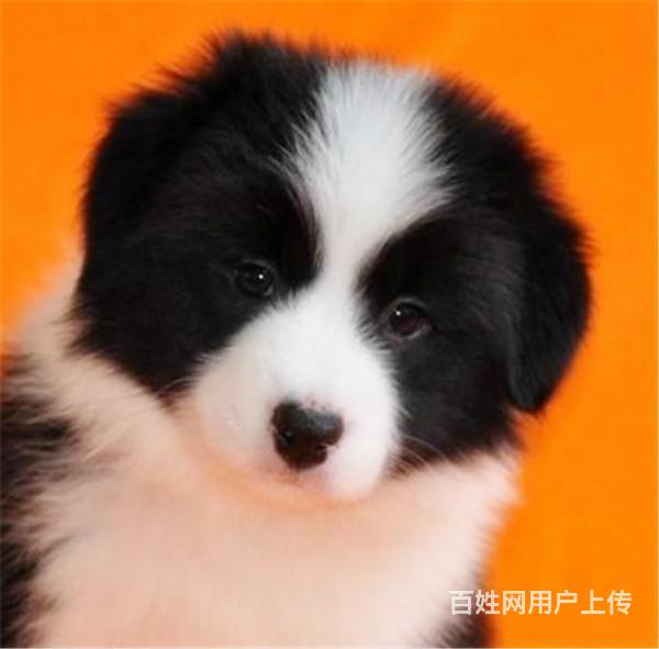 昌吉 近边牧养殖场- 近边牧养殖场批发价格的图片