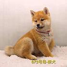 白银去哪里能买到纯种的柴犬 柴犬多少钱