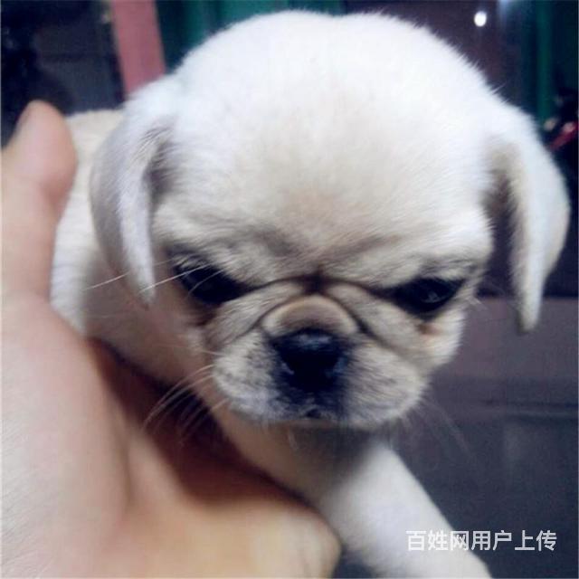 绵阳买巴哥去哪家店靠谱 靠谱巴哥卖家的图片