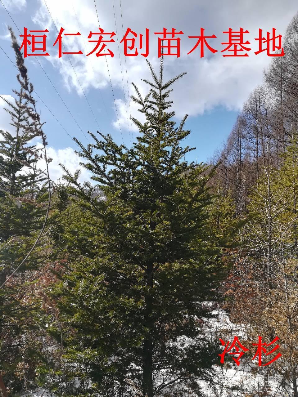 【冷杉树价格】【辽宁冷杉基地】