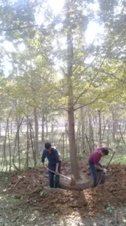 出售银杏树，银杏小苗，银杏精品大树