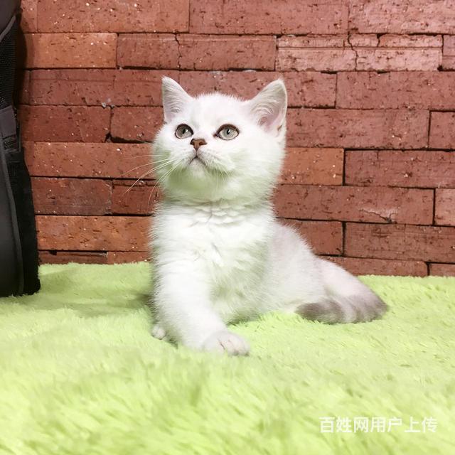 黔西南银渐层基地◆卖银渐层的地方的图片