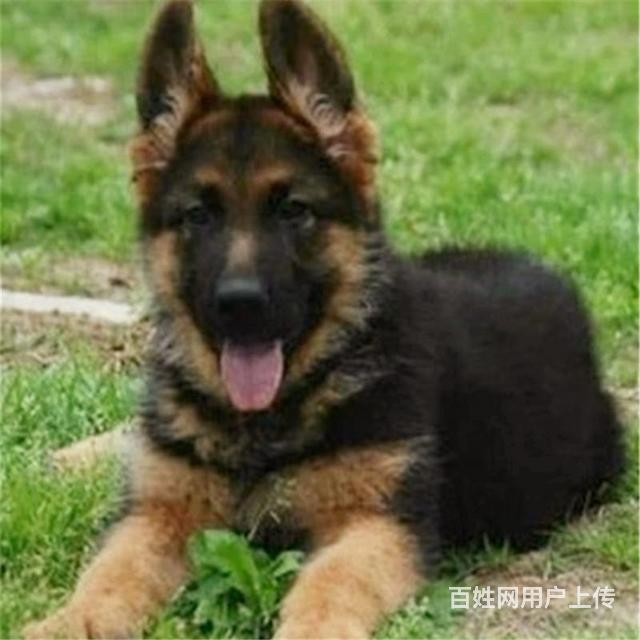 威海本地德牧犬舍在哪儿▲本地德牧养殖基地的图片