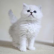 恩施纯种金吉拉猫舍 正规猫舍家庭式繁育