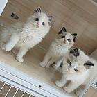 猫咪便宜出售