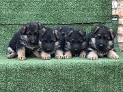 玉溪哪里可以买到德牧犬，德牧犬买一只要多少钱