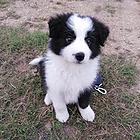 济宁纯种边牧价位 知名边牧犬舍
