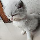 低价处理布偶猫咪