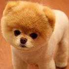 通化卖茶杯犬的养殖场，养殖场茶杯犬一般卖多少钱