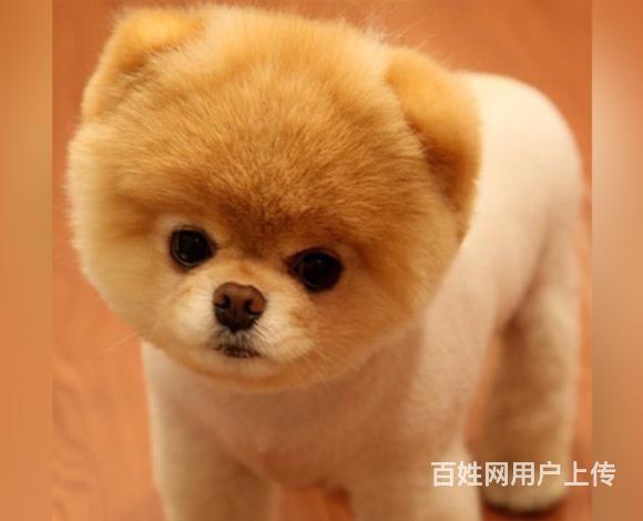 洛阳卖茶杯犬的狗场，小茶杯犬多少钱一只的图片