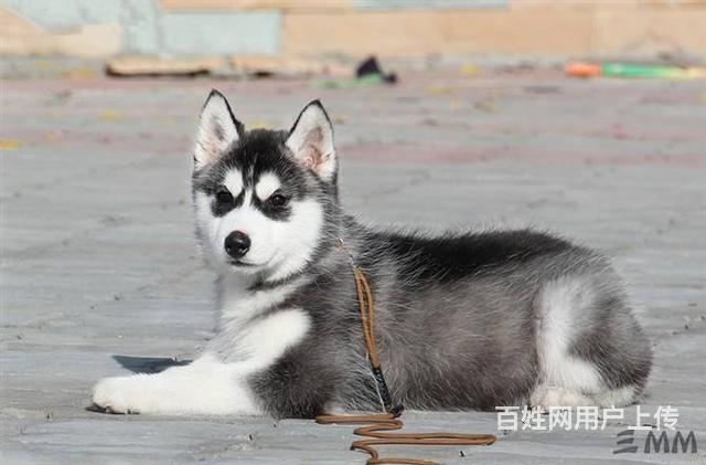 纯种哈士奇犬三把火哈士奇西伯利亚哈士奇专业繁