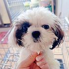 一岁的西施犬新母