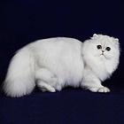 襄阳纯种金吉拉猫舍 正规猫舍家庭式繁育