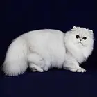 舟山纯种金吉拉猫舍 正规猫舍家庭式繁育