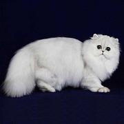 襄阳纯种金吉拉猫舍 正规猫舍家庭式繁育