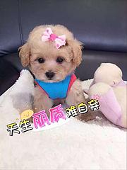 池州上哪里买泰迪比较好，上哪里可以买到泰迪