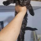 武汉本地家庭繁育高品质缅因猫批发出售