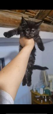 武汉本地家庭繁育高品质缅因猫批发出售