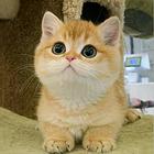 广州本蓝金，蓝猫，渐层，起司加白，纯白黑猫，三花猫