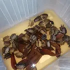 南石小龟龟
