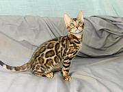 那里有卖孟加拉豹猫的 孟加拉豹猫多少钱 包健康