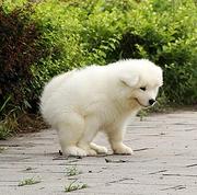 莱芜哪里有出售萨摩耶幼犬宝宝 定时做疫苗和驱虫 公