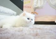曲靖哪里有卖纯种加菲猫的猫场基地，本地加菲猫价格