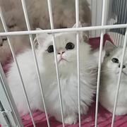 银点小猫