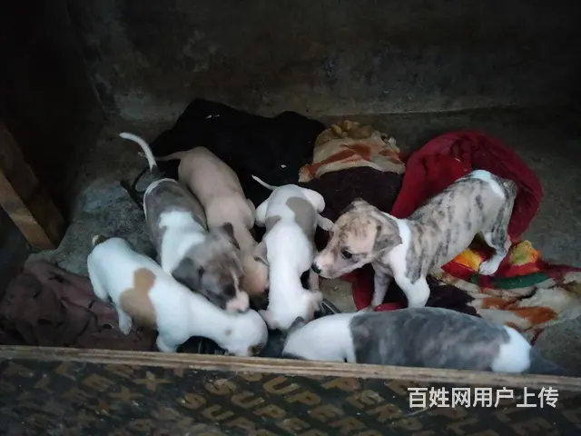 急出售的图片