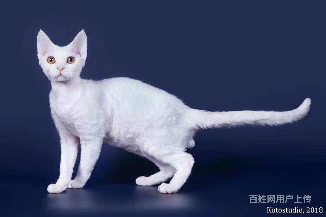 德文可爱系德文卷毛猫好可爱会撒娇爱粘人