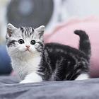 哪里有美国短毛猫卖的 美短加白价格 虎斑多少钱