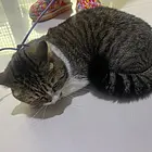 狸花猫