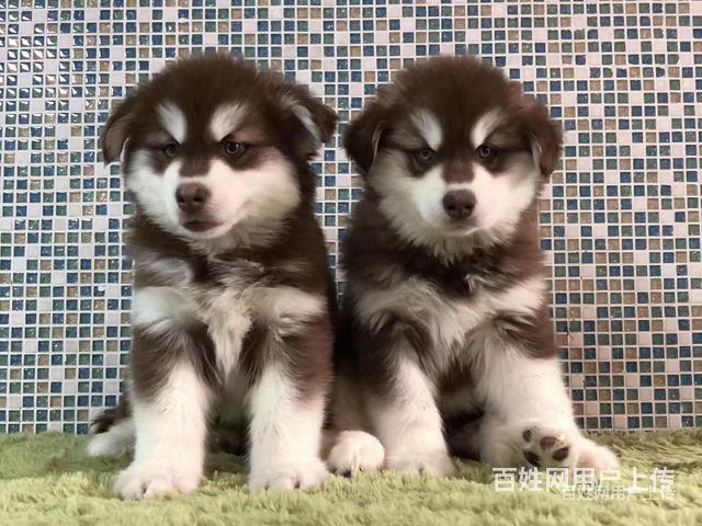 黔西南正规拉布拉多基地正规养殖拉布拉多的图片